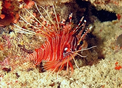 Velidhu - 2013_03_13 - IMG_0686rf_Laffe cornu ou poisson diale ou pterois a antennes - Pterois antennata_Kudafaru thila_Plongee nuit